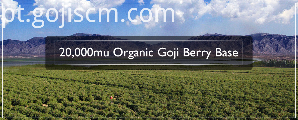 Certificado UE base de Berry seco de Goji EU Certificate Dried Goji Berry base